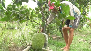 Tin nóng 24h: Tương lai mít Thái - quả ngọt hay “trái đắng”?