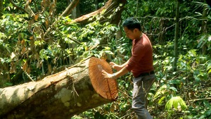 Cách chức Trạm trưởng bảo vệ rừng khi để xảy ra vụ phá rừng quy mô lớn
