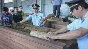 Bắt giữ hơn 9 tấn ngà voi tại cảng Tiên Sa