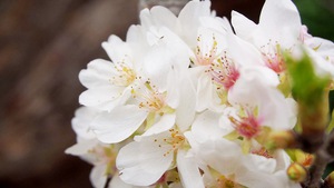 Chiêm ngưỡng hoa anh đào Nhật Bản giữa lòng thủ đô Hà Nội