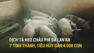 Dịch tả heo châu Phi đã lan ra 7 tỉnh thành, tiêu hủy gần 4.000 con