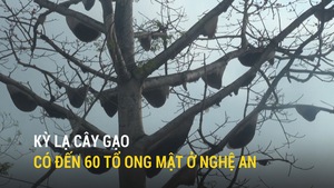 Kỳ lạ cây gạo có đến 60 tổ ong mật ở Nghệ An