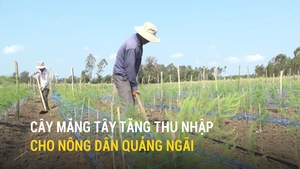 Cây măng tây tăng thu nhập cho nông dân Quảng Ngãi