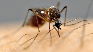 Quy trình hút máu và gieo mầm bệnh cho con người của loài muỗi