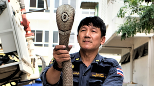 Công việc bắt rắn của những người lính cứu hỏa ở Bangkok