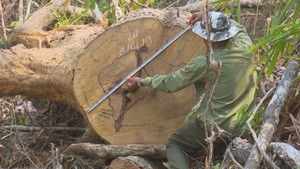 Tiếp tục phát hiện trên 40m3 gỗ bị lâm tặc tàn phá ở Đắk Lắk
