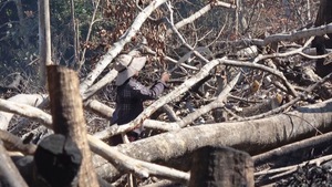 Rừng phòng hộ đầu nguồn Ko Róa ở Khánh Hòa bị tàn sát