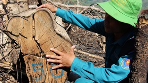 Tin nóng 24h: Tan hoang rừng phòng hộ đầu nguồn Ko Róa ở Khánh Hòa