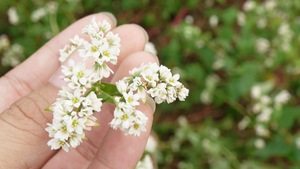 Ngắm hoa tam giác mạch nở trái mùa giữa lòng Hà Nội