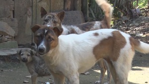 Tin nóng 24h: Báo động chó dại cắn người mùa nắng nóng