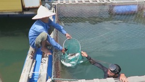 Ngày 30-4 phải chấm dứt nuôi cá lồng bè ở biển Dung Quất