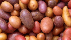 Người đàn ông trồng hơn 400 loại khoai tây ở Peru