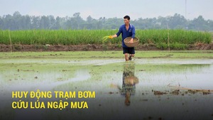 Huy động trạm bơm cứu lúa ngập mưa