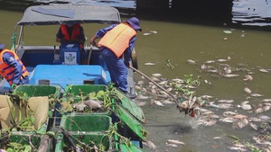 Bắt bớt cá trên kênh Nhiêu Lộc – Thị Nghè để cân bằng sinh thái