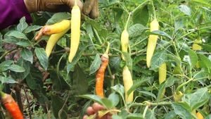 Nông dân trồng ớt lao đao vì bệnh thán thư