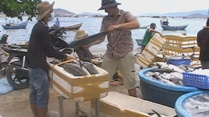 Ngư dân Khánh Hòa bội thu mùa cá bớp