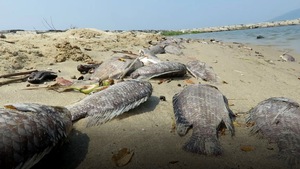 Cá chết la liệt ở cửa sông Phú Lộc , TP Đà Nẵng
