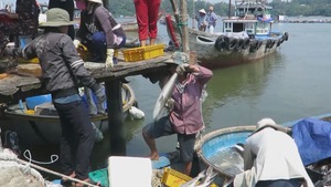 Tháo dỡ lồng bè, chấm dứt nuôi cá ở biển Dung Quất