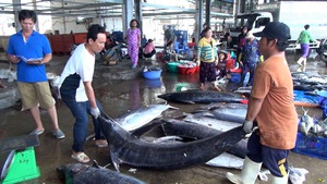Sản lượng cá ngừ đại dương giảm 50%, ngư dân lao đao