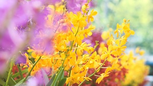 Góc nhìn trưa nay | Chiêm ngưỡng Festival hoa lan đặc sắc tại TP.HCM