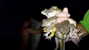 “Săn” ếch đồng ở miền Tây