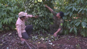 Hơn 10.000 ha hồ tiêu bị chết tại 3 tỉnh Tây Nguyên