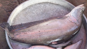 Cá nàng hai nặng 4,4 kg trên sông Tiền