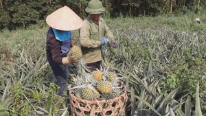 Dứa rớt giá mạnh, người trồng dứa ở Nghệ An thất thu