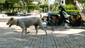 Chó vẫn đi rông trên đường phố Nha Trang