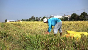 Sản xuất không theo kế hoạch, người trồng lúa sẽ mãi lao đao