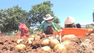 Đà Lạt dán tem chống giả cho 1.500 tấn khoai tây
