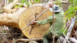 Phát hiện vụ phá rừng quy mô lớn ở tỉnh Đắk Lắk
