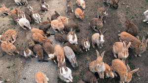 Bí ẩn hòn đảo thỏ nổi tiếng Nhật Bản