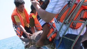Tiếp nhận, thả một con rùa nặng 40kg về biển