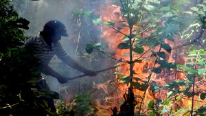Cháy rừng dữ dội, gần trăm người tham gia chữa cháy