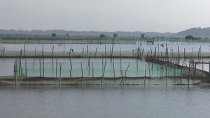 Xử lý công trình, hồ nuôi tôm trái phép trong khu vực đầm Ô Loan
