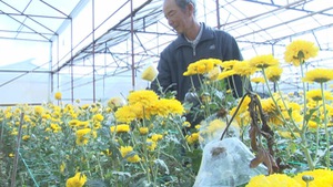 Nhiều diện tích hoa cúc ở Lâm Đồng bị bệnh sọc thân