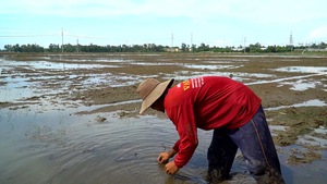 Lúa trồng thiệt hại nghi nguồn nước ô nhiễm, nông dân kêu cứu