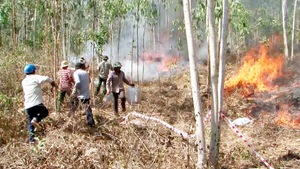 Quảng Ngãi đề nghị trung ương hỗ trợ chống cháy rừng