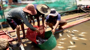 Thiệt hại hơn 330 tấn cá trong vụ cá chết trắng sông La Ngà