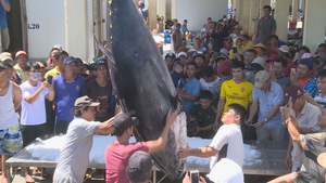 Ngư dân Phú Yên câu được 3 con cá ngừ khổng lồ