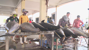 Ngày cá ngừ thế giới sẽ được tổ chức tại Phú Yên