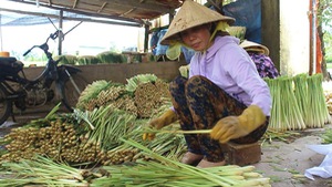 Vùng chuyên canh cây sả lớn nhất tỉnh Tiền Giang đang thiếu nước tưới trầm trọng