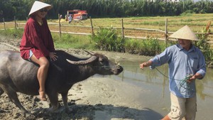 Trâu làm du lịch, nông dân Hội An thu tiền “đô”