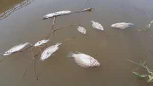 Nước sông Bàn Thạch ở Quảng Nam nhiễm mặn cao, cá chết nổi trắng