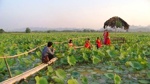 Chiêm ngưỡng đầm sen gần 200ha tại Hà Nội