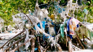 Rừng ngập mặn ngập rác thải nhựa