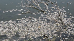 Người dân điêu đứng vì cá nuôi chết trắng hồ