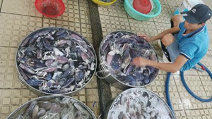 Sản lượng thấp, giá nhiều loại hải sản tăng cao