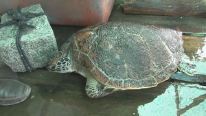 Thả 5 con rùa biển quý hiểm về môi trường tự nhiên
